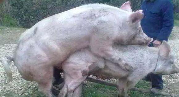 母猪配种最佳时间