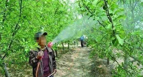 喷施尿素的主要作用