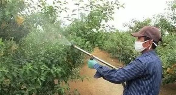 尿素叶面肥的使用方法