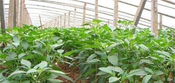 青椒的种植方法
