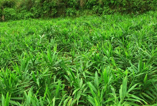 生姜种植管理方法