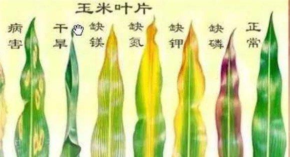 玉米缺素症有哪些