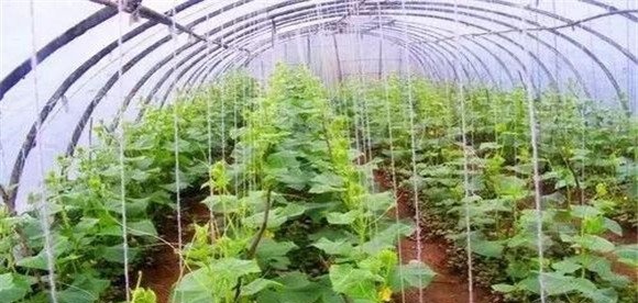 大棚黄瓜品种有哪些