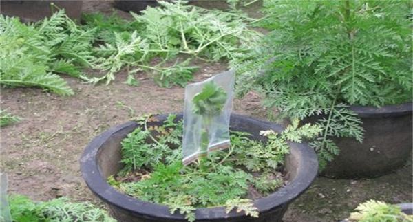 菊花嫁接操作