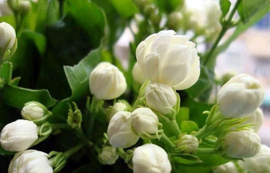 茉莉花扦插
