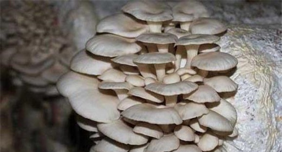 平菇生长周期是多长时间