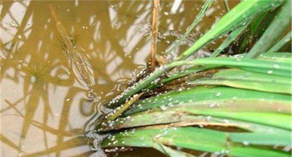 水稻稻飞虱的危害症状