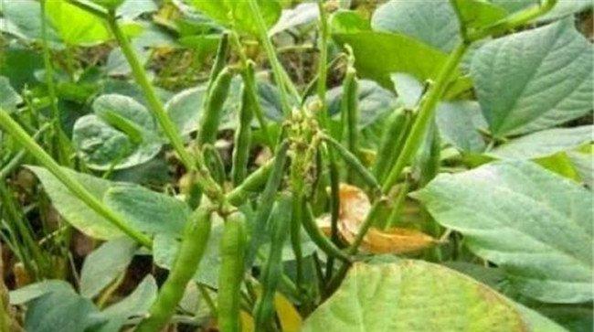 大豆黑点病的防治方法