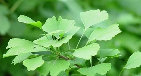 银杏品种知识 种植银杏的品种选择要求