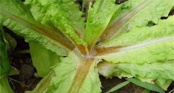 莴苣菌核病的症状特点