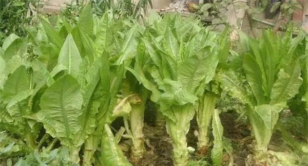 莴苣菌核病如何防治