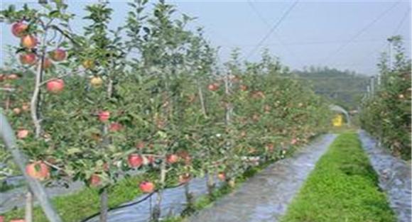 苹果树病虫害防治技术要点及防治原则