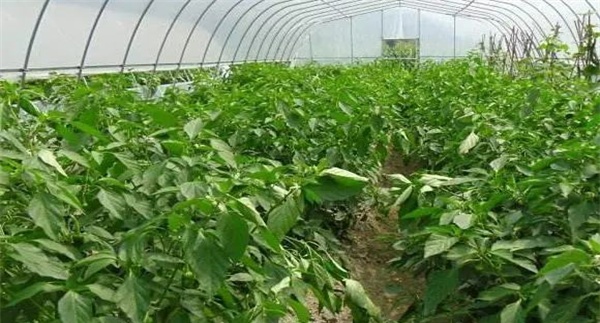 吊袋二氧化碳施肥法