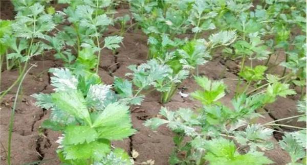 夏芹菜怎样管理才能高产