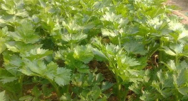 夏芹菜怎样管理