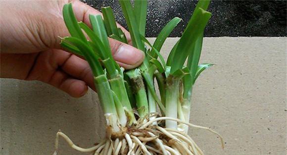 韭菜根种植方法