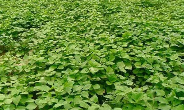 小豆如何合理密植、种植密度多少合适
