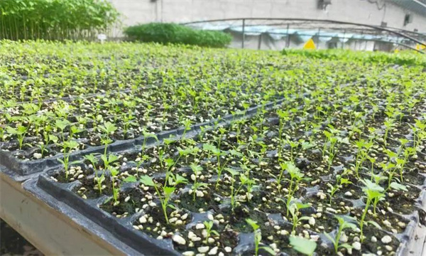 温室春茬西芹栽培要点有哪些