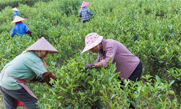 剪好枝，养好棵