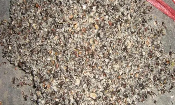 用棉仁含量高的棉籽壳栽培平菇
