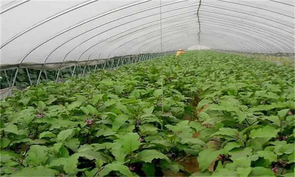 大棚茄子秋延迟栽培的技术要点