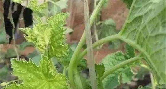 农作物缺硼的症状