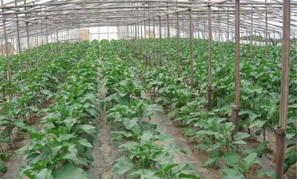 茄子中棚覆盖栽培的技术要点有哪些