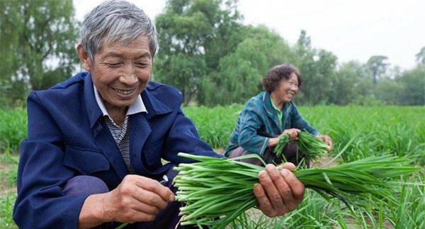 薹韭品种与一般韭菜品种有何区别