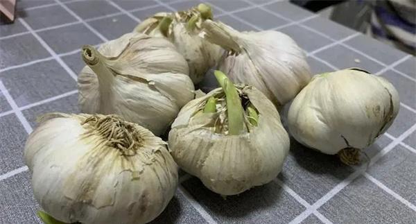 大蒜萌发期、幼苗期、鳞茎期、休眠期生育特点