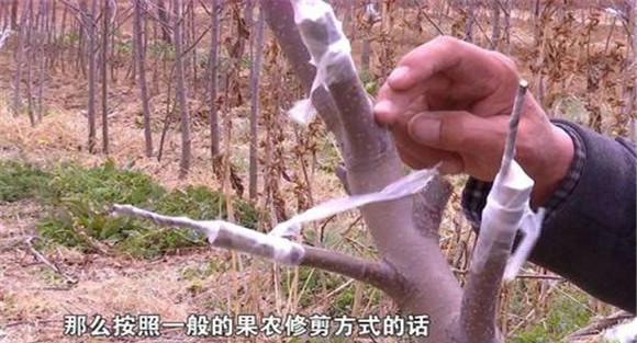 近几年果树嫁接最新方法