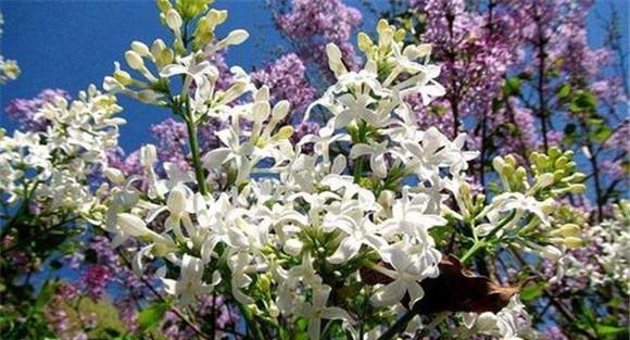 丁香花的功效与作用
