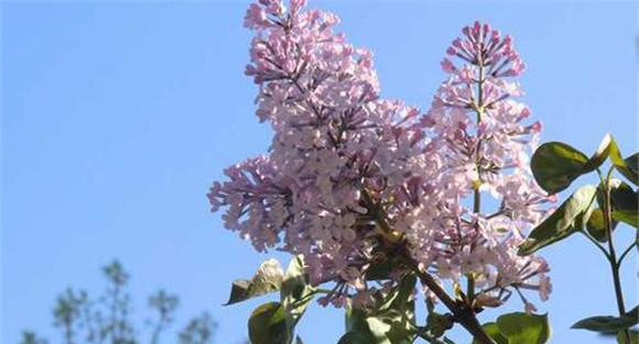 丁香花的寓意和象征
