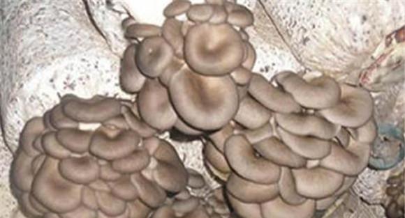 平菇细菌性褐斑病与瘸烂病如何区别