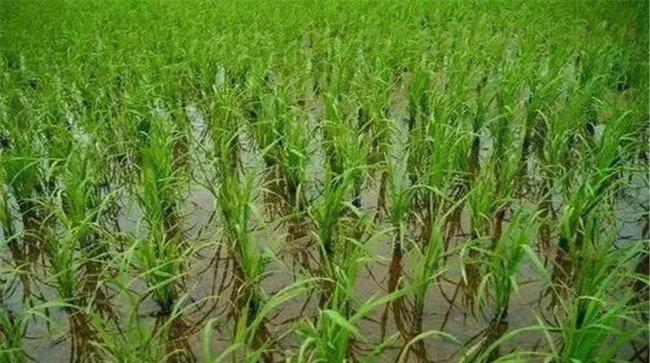 水稻被水淹有什么补救办法