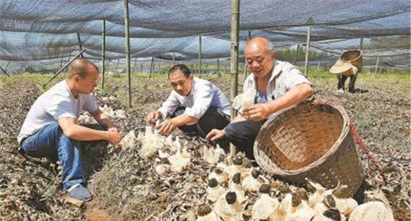 竹荪的采收时间