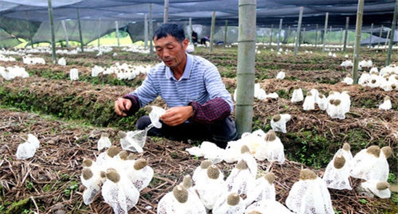 采收竹荪的注意事项
