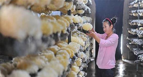 怎样采收银耳需注意什么
