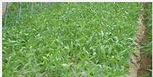 空心菜种植的方法技巧