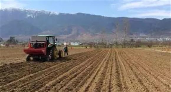 饲用甜菜的选地、选茬、整地