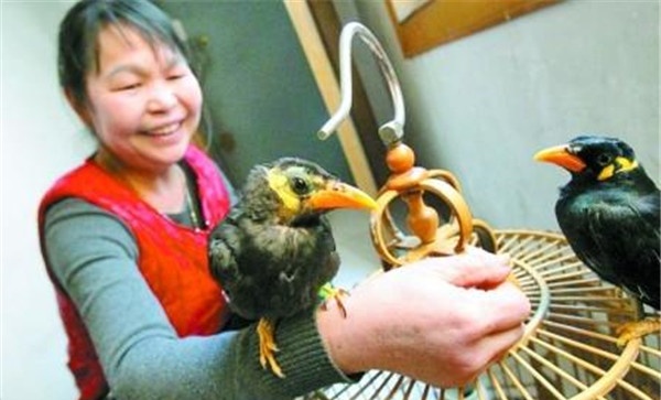 怎样保持笼养鸟的清洁卫生