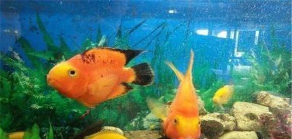 橘子鱼的养殖方法