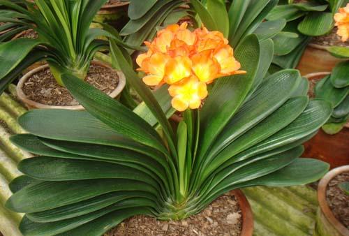 君子兰烂根是什么原因 君子兰烂根怎么办 君子兰烂根怎么办