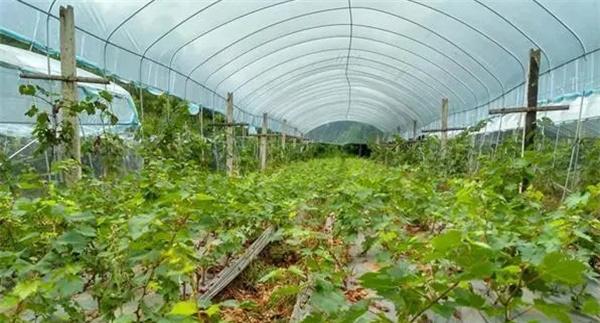 设施栽培条件下葡萄的栽植时间和方法