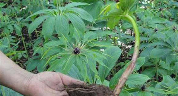 重楼的种植管理方法