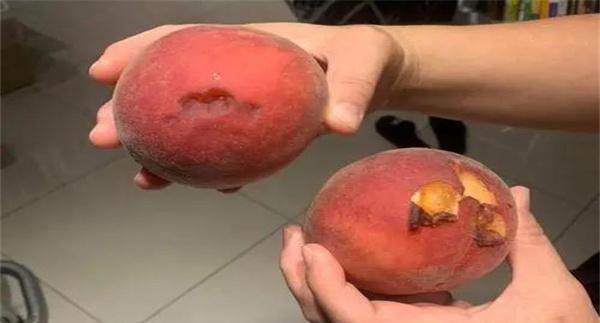 桃子成熟时烂果很多是什么原因