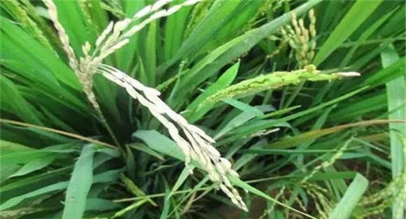 狠抓孕穗抽穗期蚁螟的防治