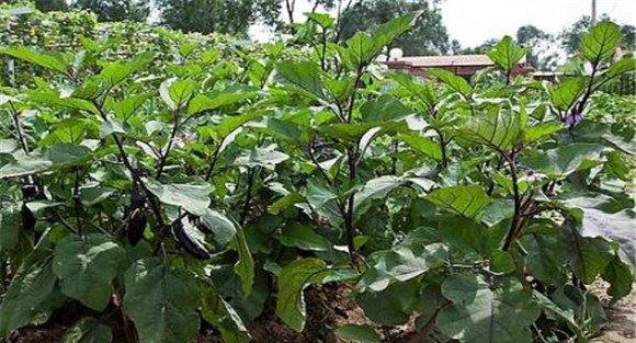 茄子再生栽培技术要点
