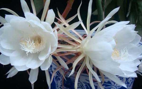 昙花图片