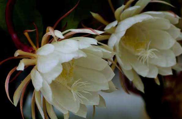 昙花图片