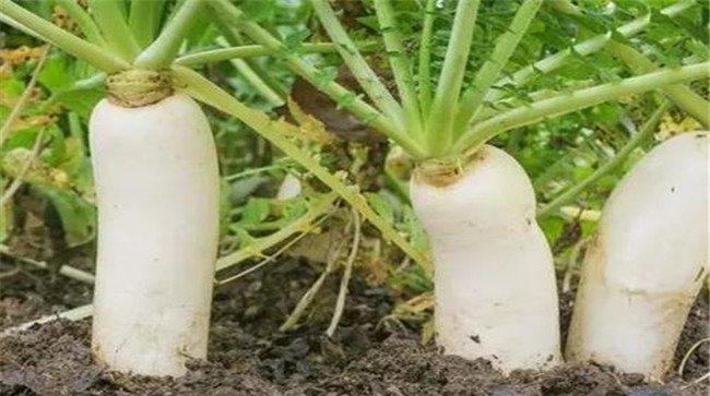 萝卜糠心病防治方法
